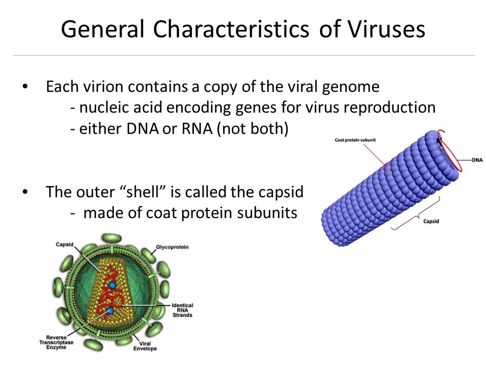 Types of viruses. Вирус. Презентация viruses viruses viruses. Вирусы на английском. Вирус по английски.