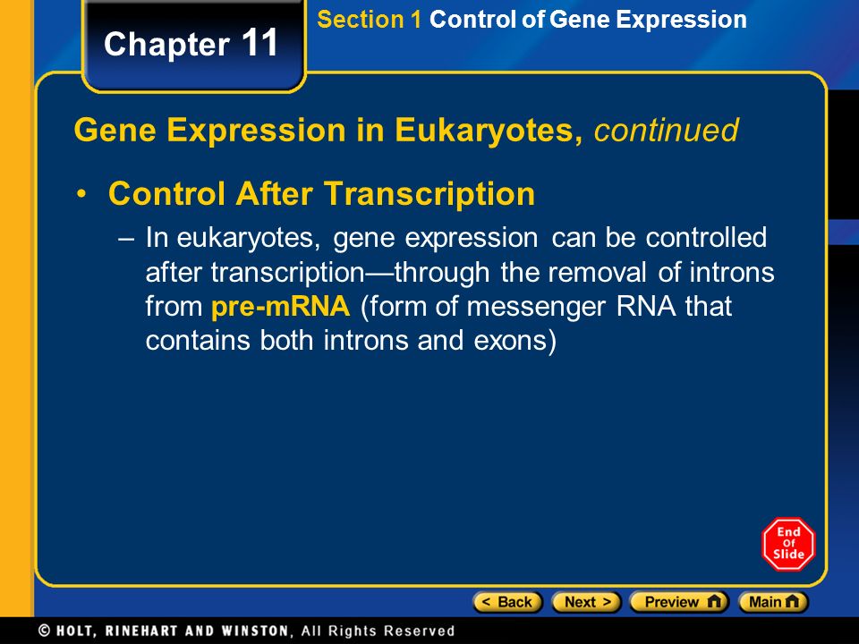 Gene Expression in Eukaryotes, continued