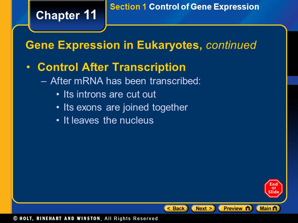 Gene Expression in Eukaryotes, continued