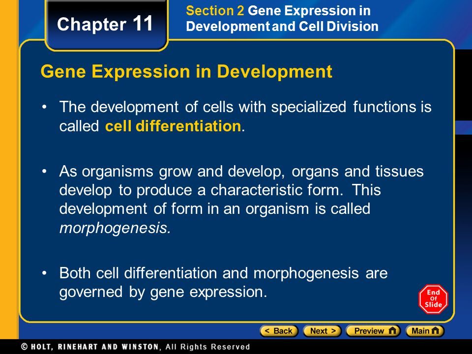 Gene Expression in Development