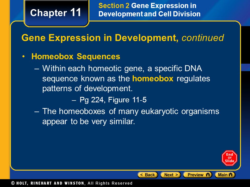 Gene Expression in Development, continued