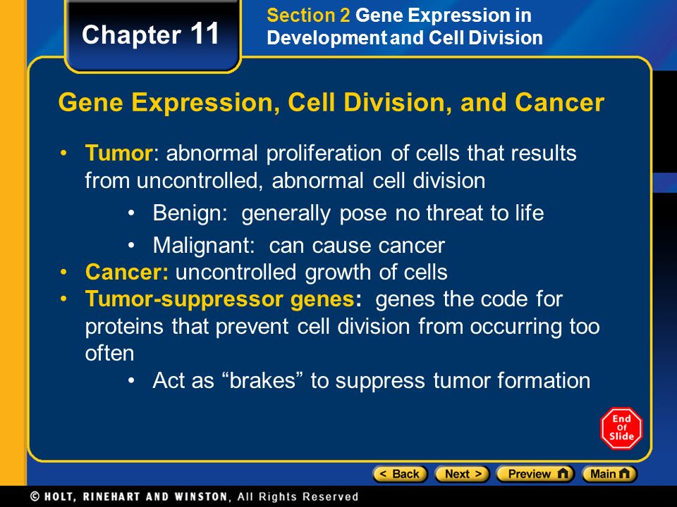 Gene Expression, Cell Division, and Cancer