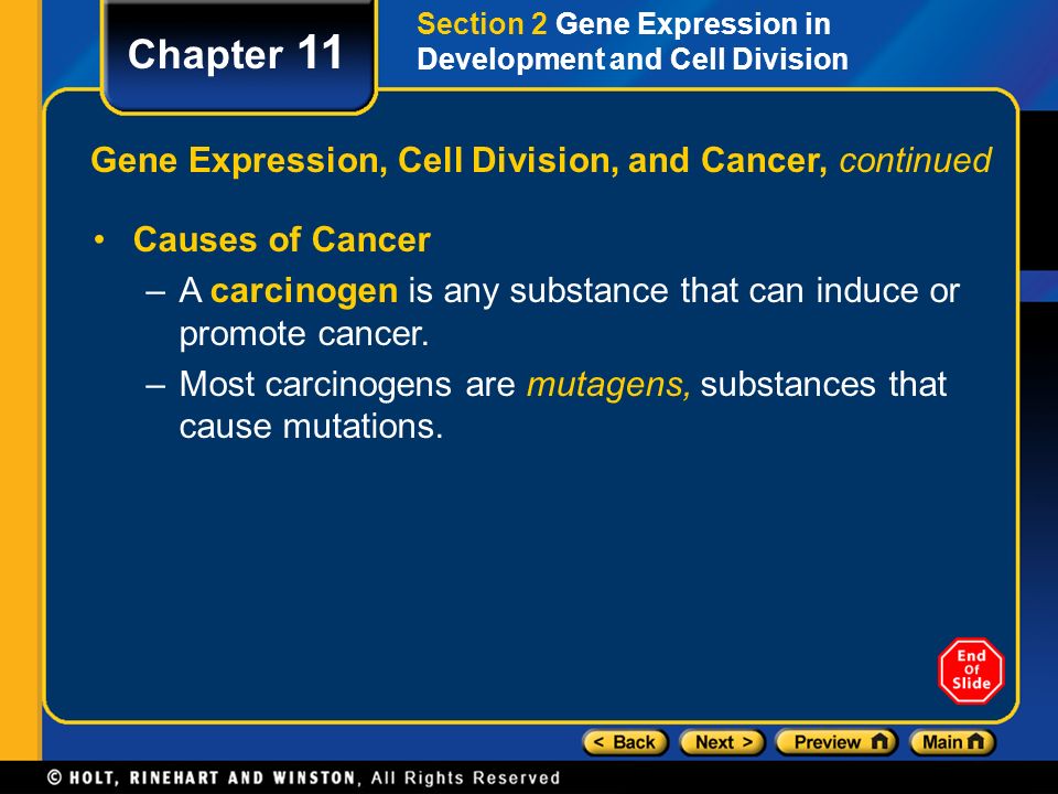 Chapter 11 Gene Expression, Cell Division, and Cancer, continued