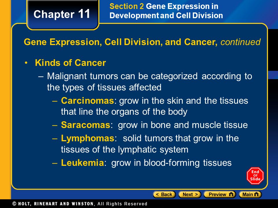 Chapter 11 Gene Expression, Cell Division, and Cancer, continued