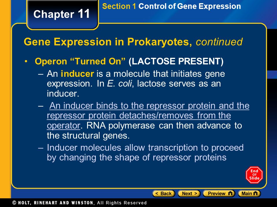 Gene Expression in Prokaryotes, continued
