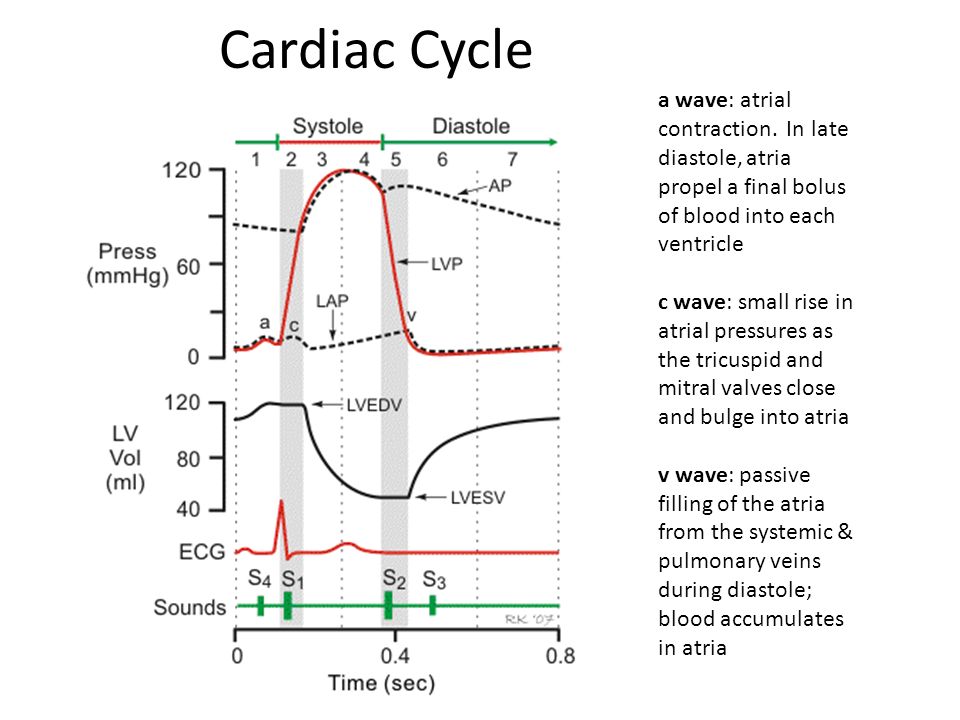 Cardiovascular Step 1 Review Ppt Video Online Download