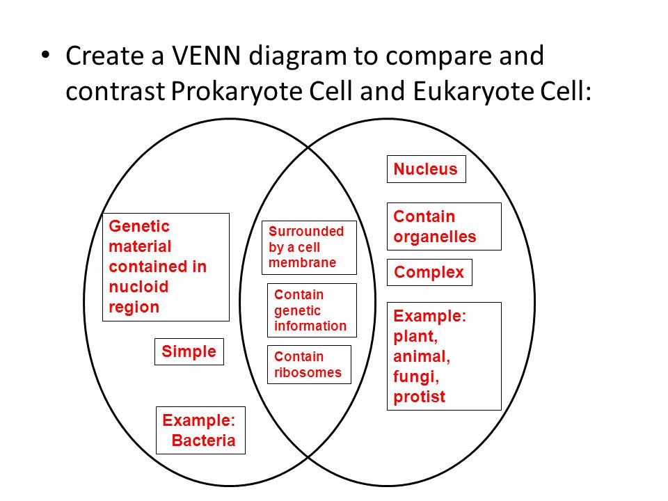 Prokaryotic And Eukaryotic Cells Venn Diagram