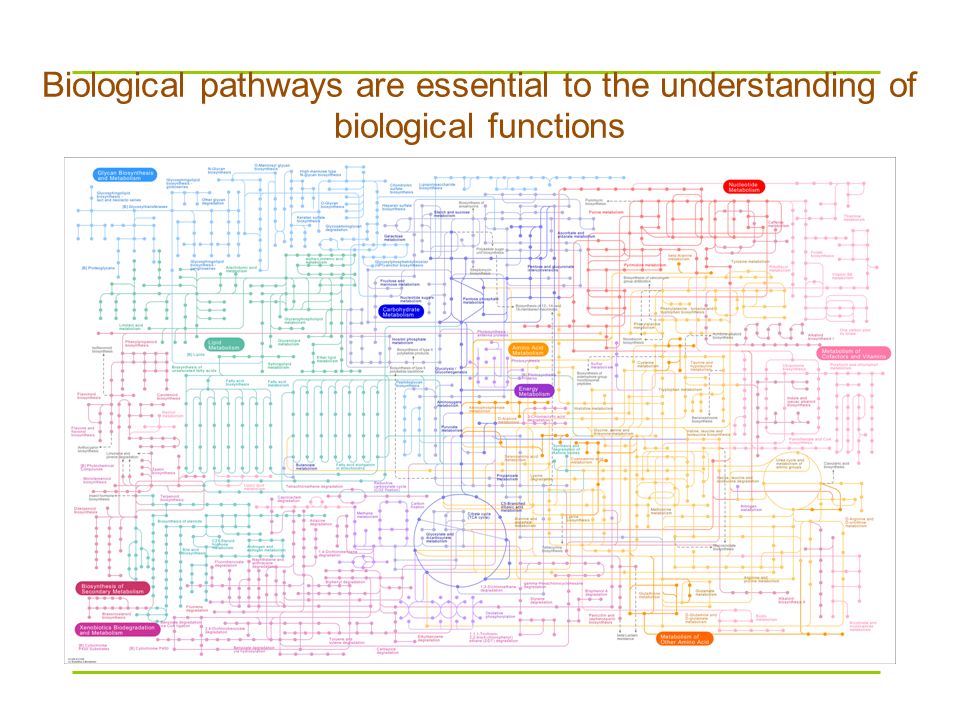 Roche Biochemical Pathways Chart
