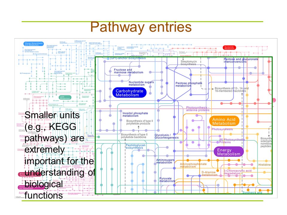 Metabolic Pathways Wall Chart