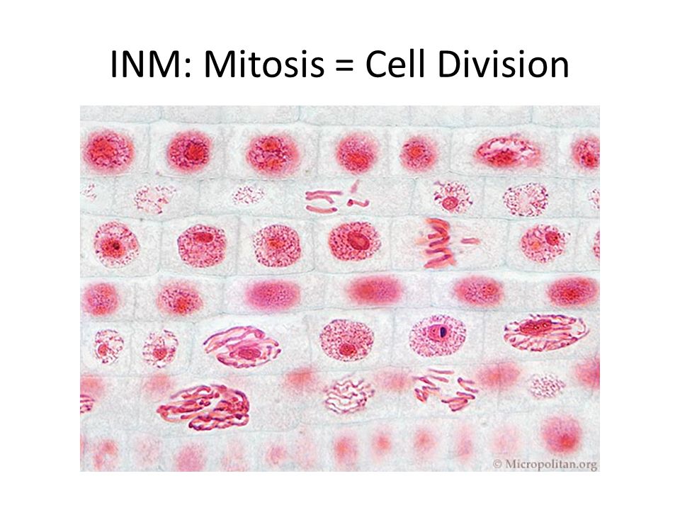 INM: Mitosis = Cell Division