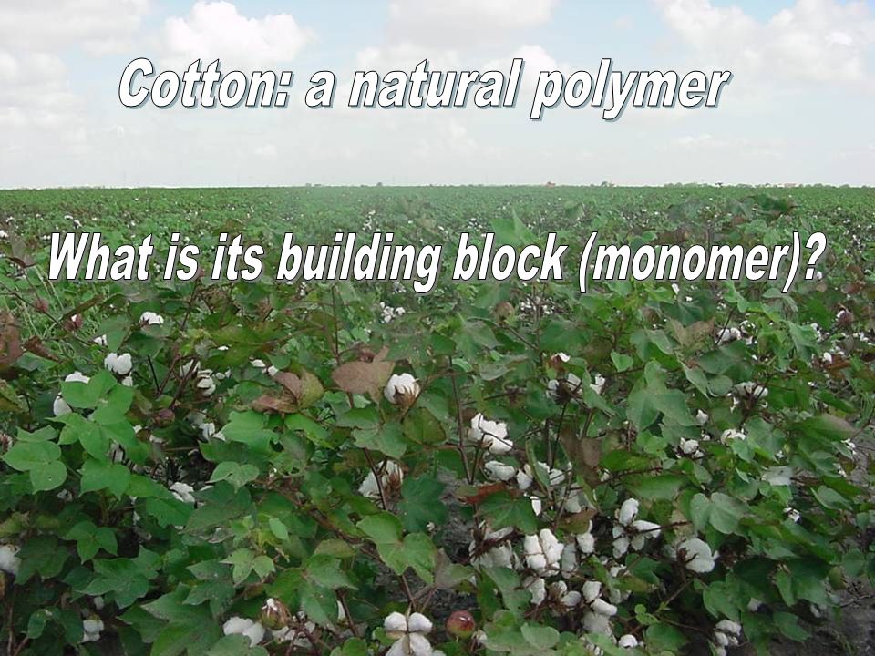 Cotton: a natural polymer