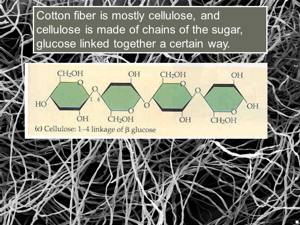 Cotton fiber is mostly cellulose, and cellulose is made of chains of the sugar, glucose linked together a certain way.