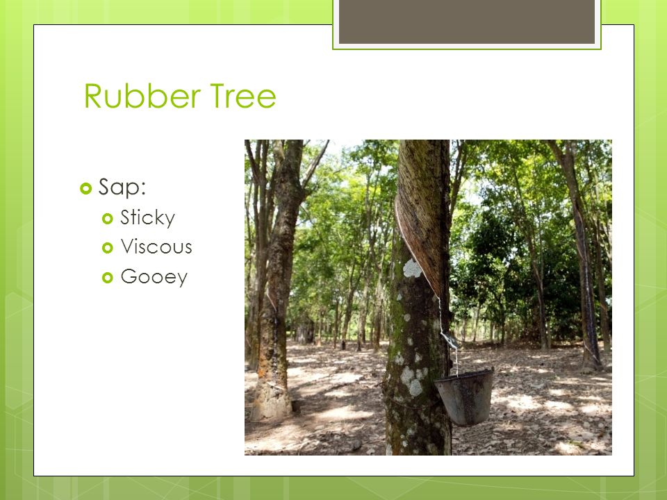 Rubber Tree Sap: Sticky Viscous Gooey
