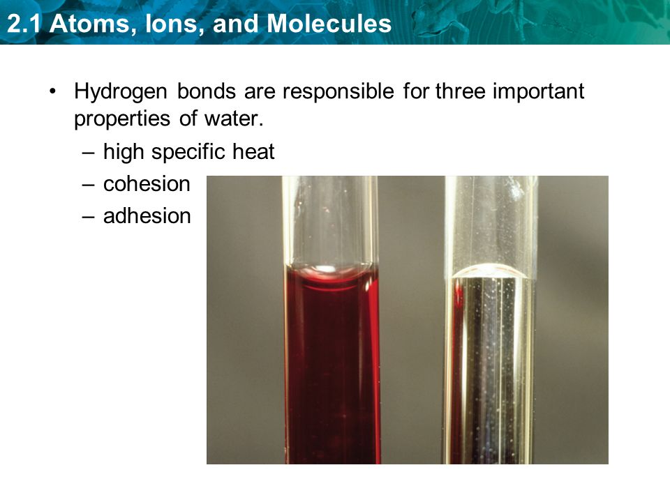 Hydrogen bonds are responsible for three important properties of water.