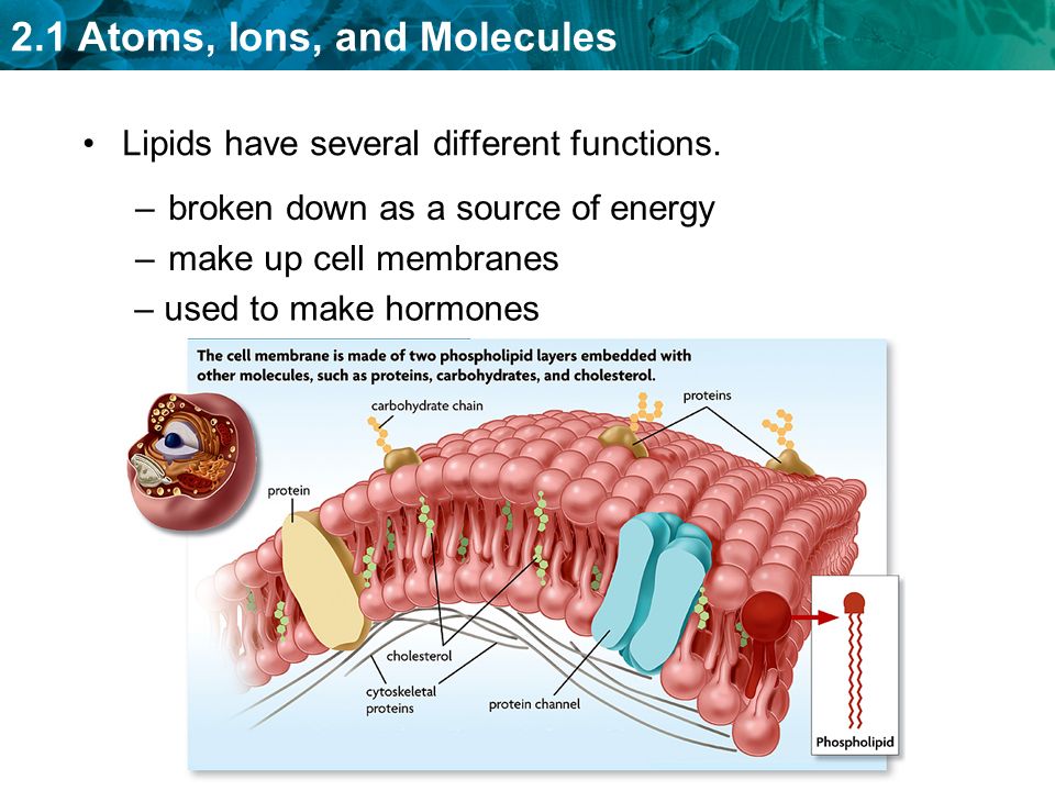 Lipids have several different functions.