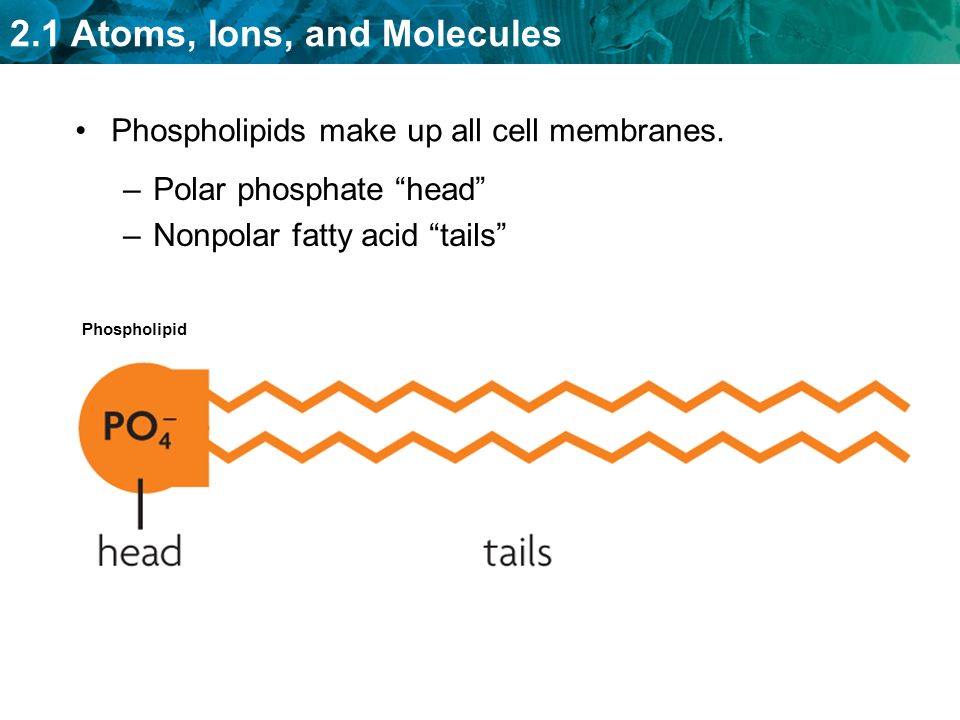 Phospholipids make up all cell membranes.