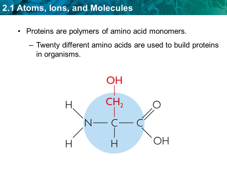 Proteins are polymers of amino acid monomers.