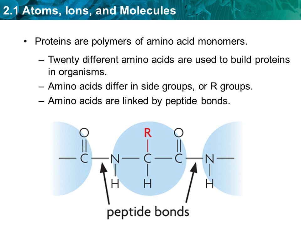 Proteins are polymers of amino acid monomers.
