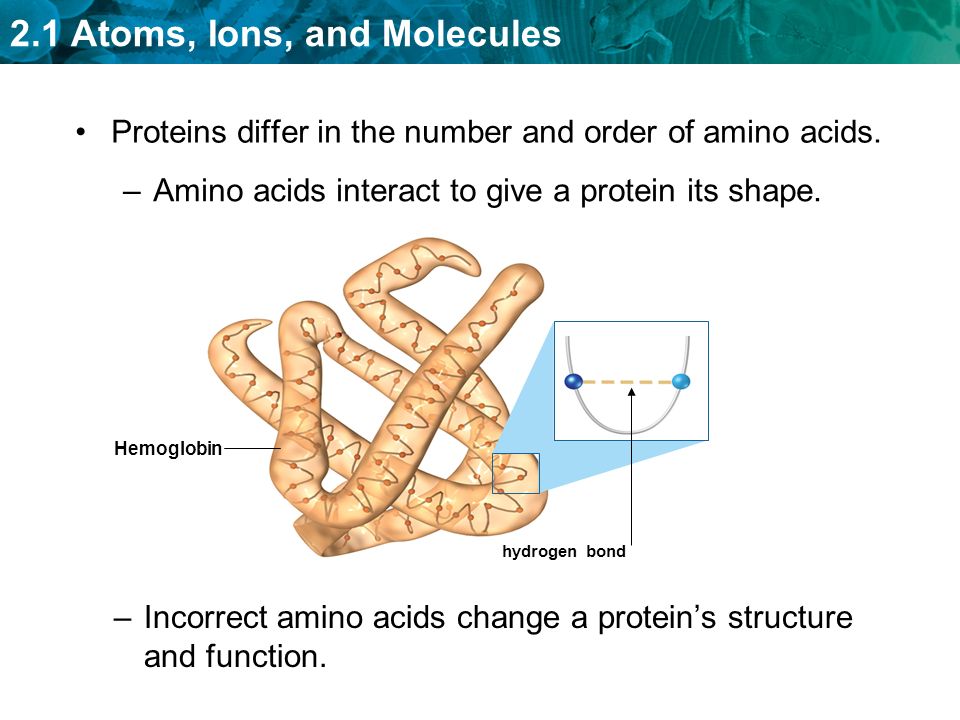 Proteins differ in the number and order of amino acids.