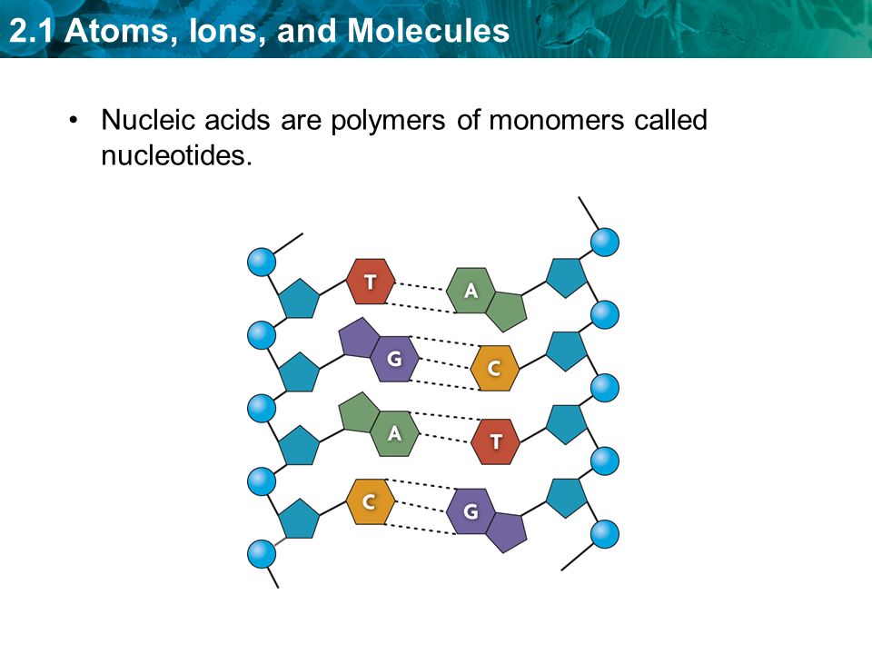 Nucleic acids are polymers of monomers called nucleotides.