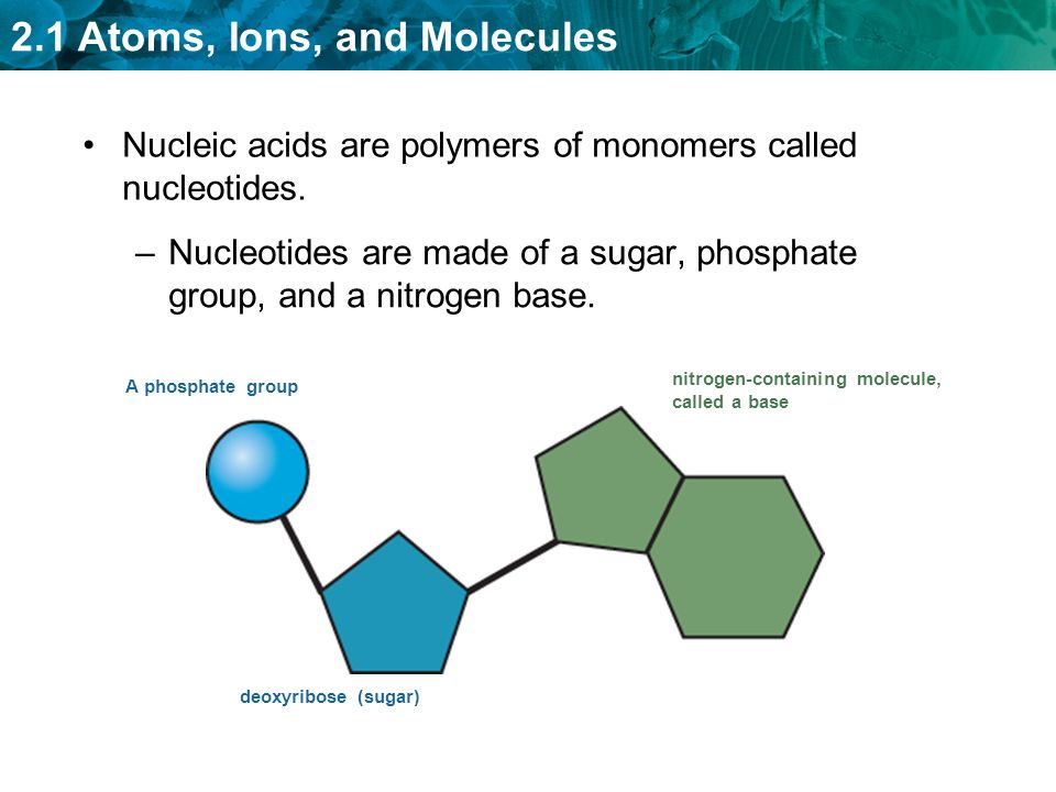 Nucleic acids are polymers of monomers called nucleotides.