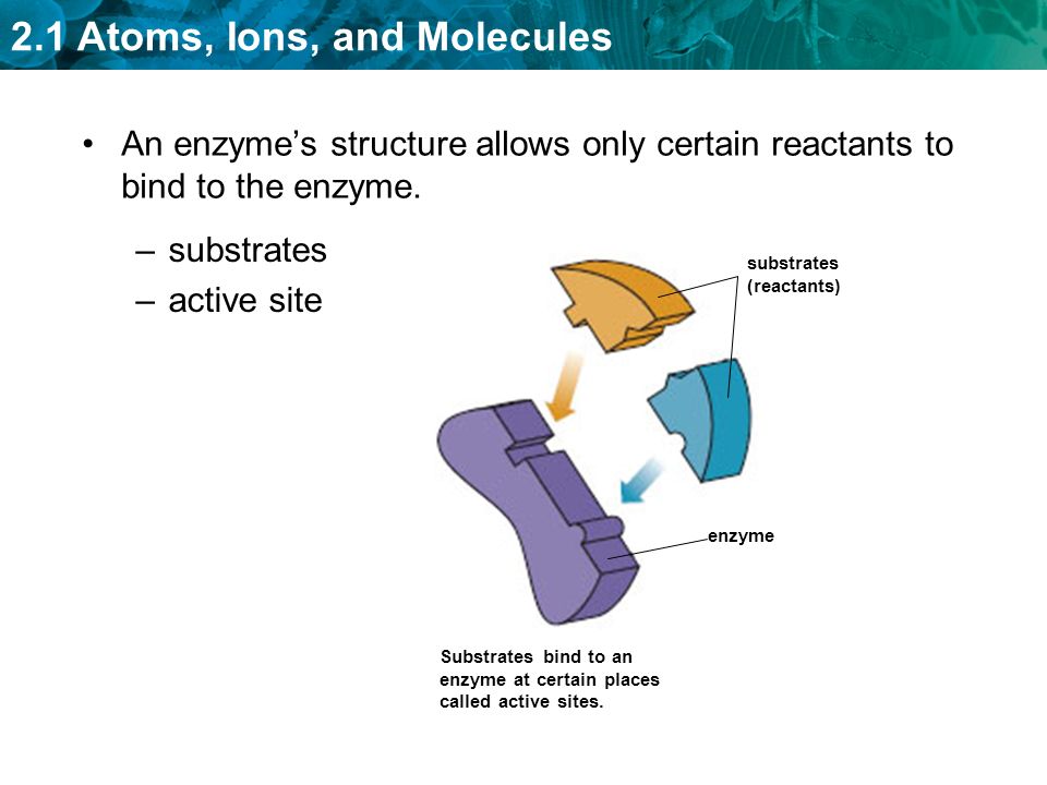 An enzyme’s structure allows only certain reactants to bind to the enzyme.