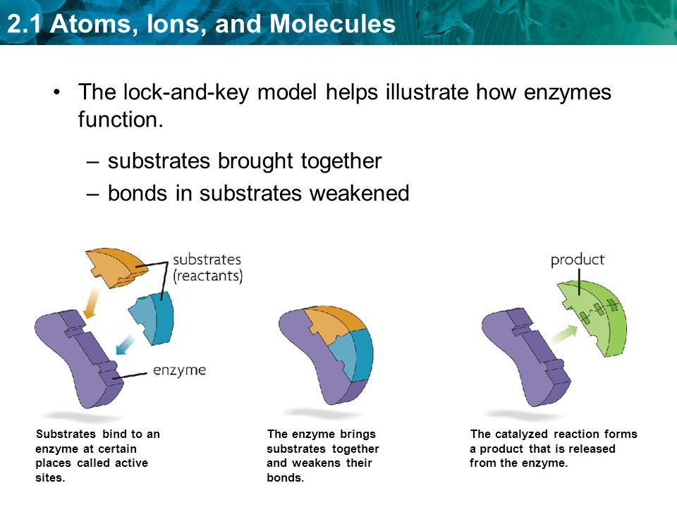 The lock-and-key model helps illustrate how enzymes function.