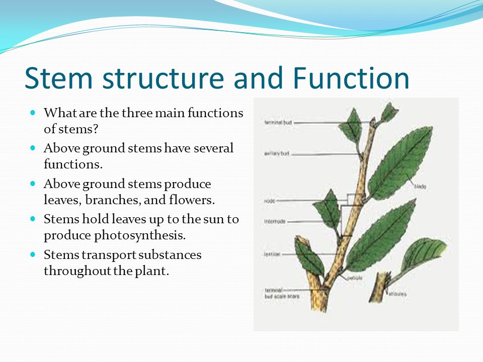 Plant structure. Structural Types of Stems. Stem Inner structure. Plant and the functions. The Internal structure of the Plant Stem.