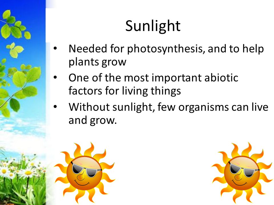 Sunlight Needed for photosynthesis, and to help plants grow