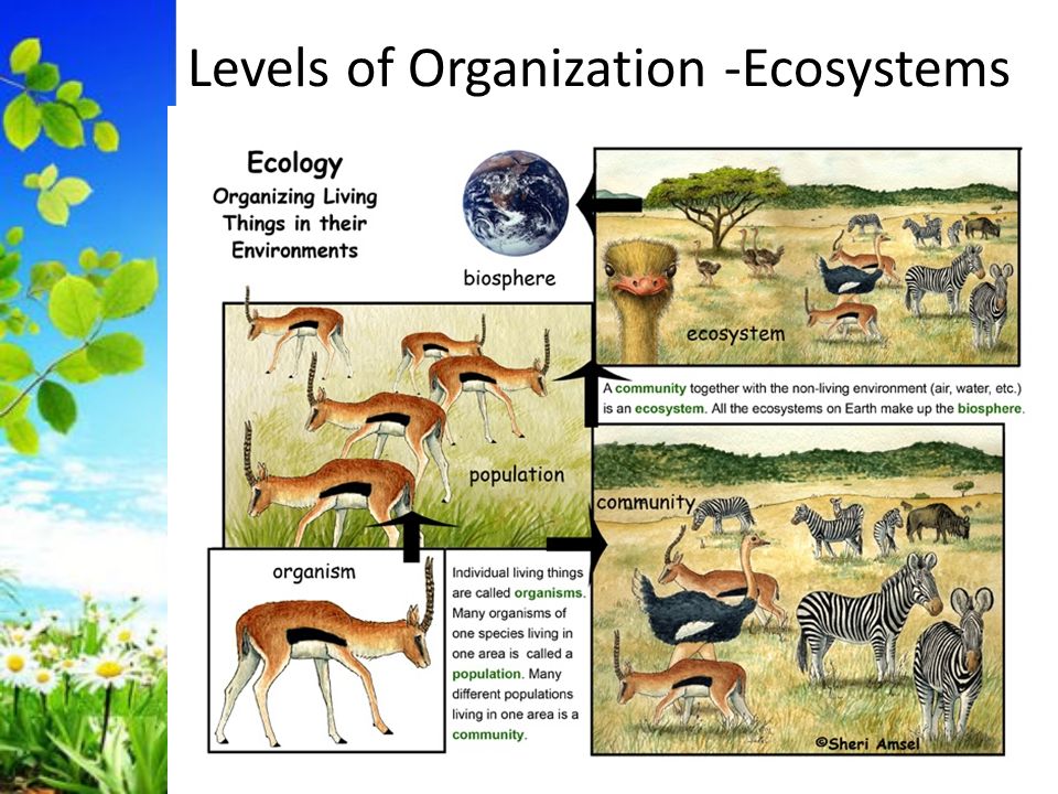 Levels of Organization -Ecosystems