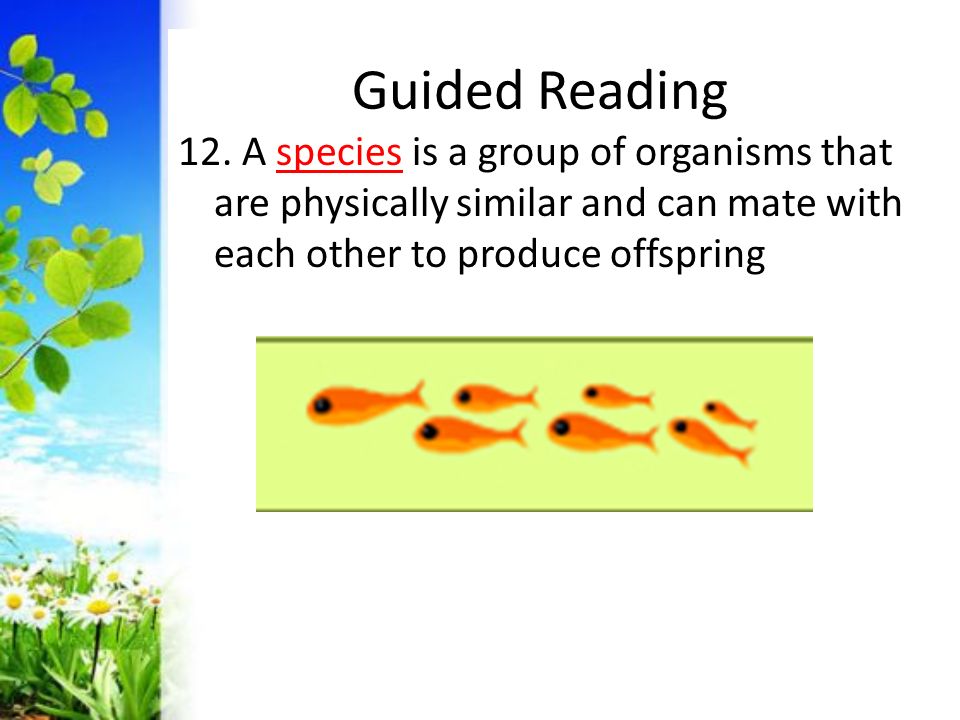 Guided Reading 12.