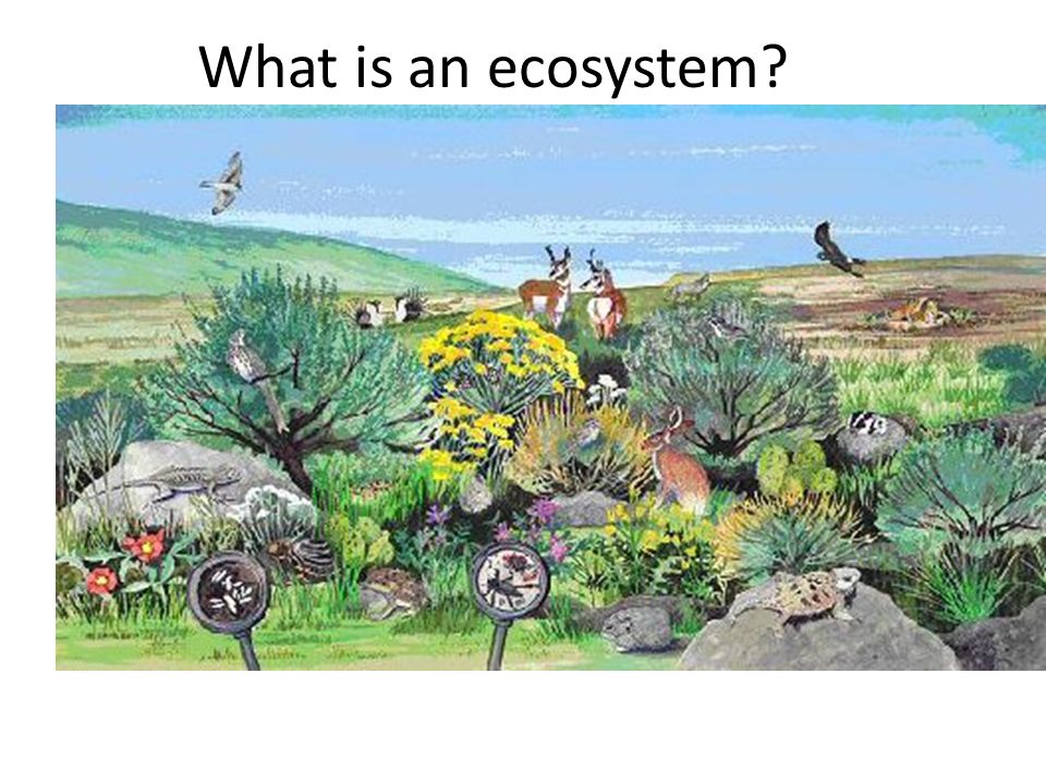 What is an ecosystem.