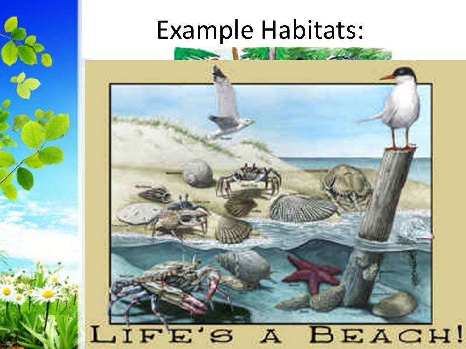 Example Habitats:
