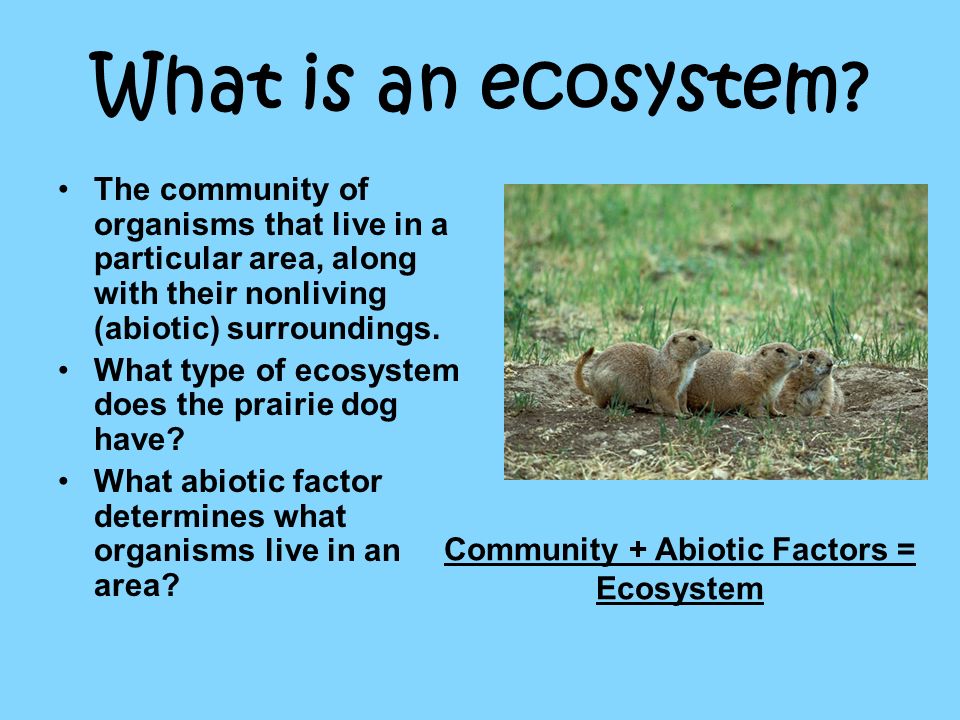 Community + Abiotic Factors = Ecosystem