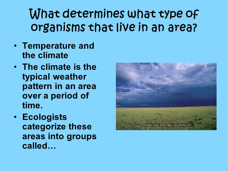 What determines what type of organisms that live in an area