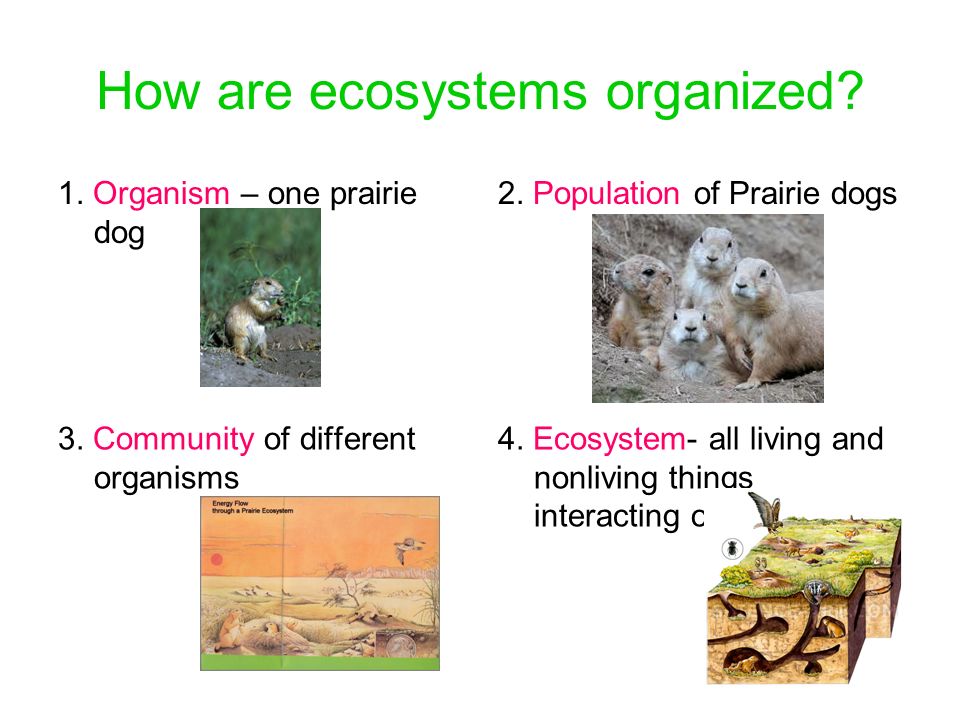 How are ecosystems organized