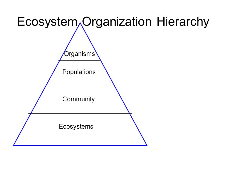 Ecosystem Organization Hierarchy