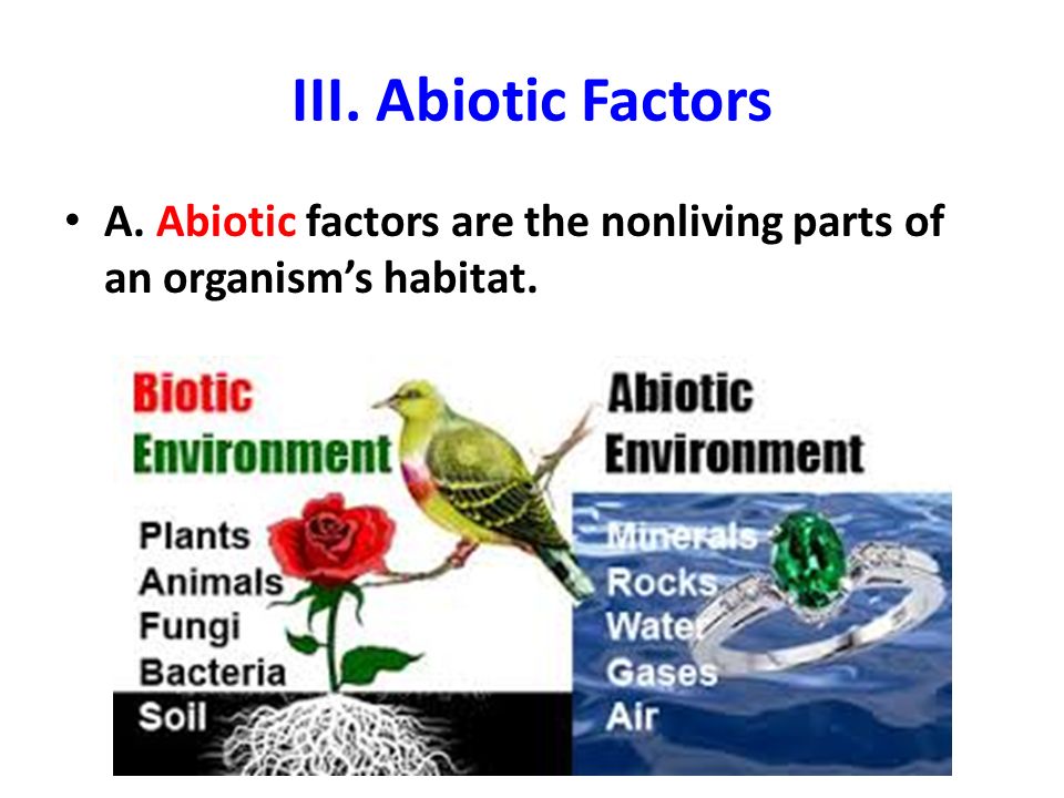 III. Abiotic Factors A. Abiotic factors are the nonliving parts of an organism’s habitat.