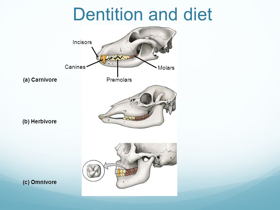 Dentition and diet Incisors Canines Molars (a) Carnivore Premolars