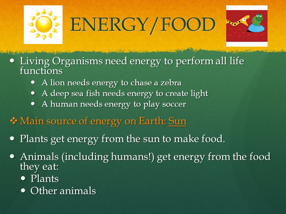 Image result for living things need energy to function