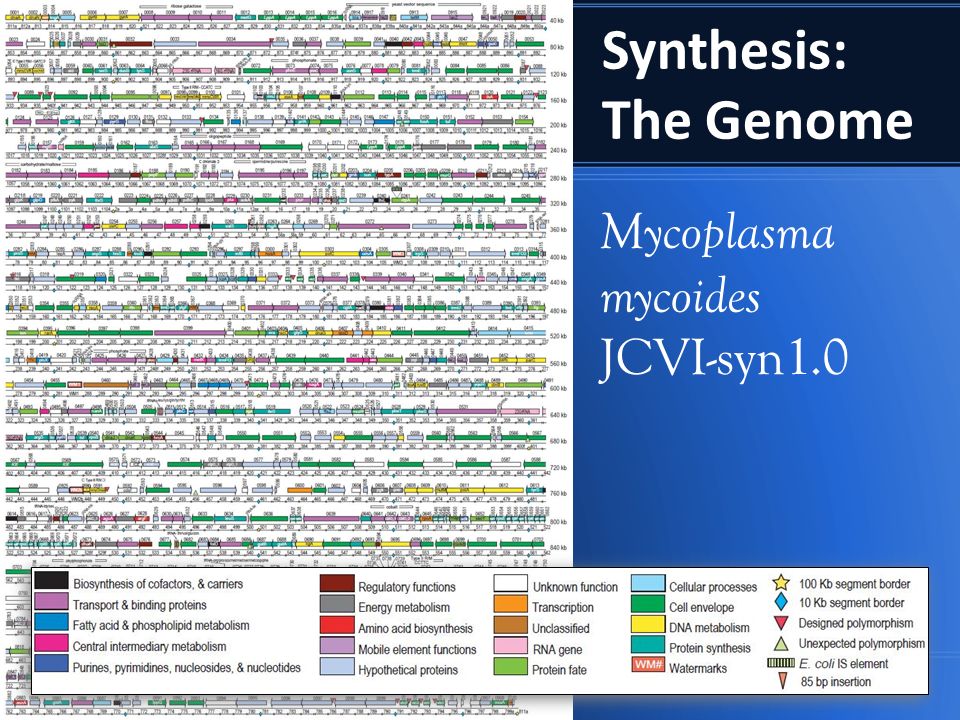 Synthesis: The Genome Mycoplasma mycoides JCVI-syn1.0