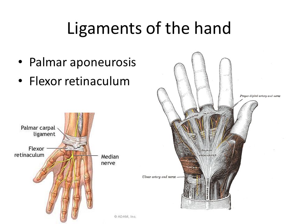 Humeroulnar Elbow Joint Hand Ppt Video Online Download