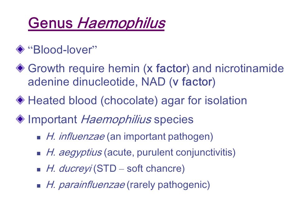 Miscellaneous Small Gram-Negative Bacilli - ppt video online download