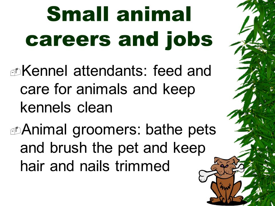 The Small Animal Care Industry- Part I - ppt video online download