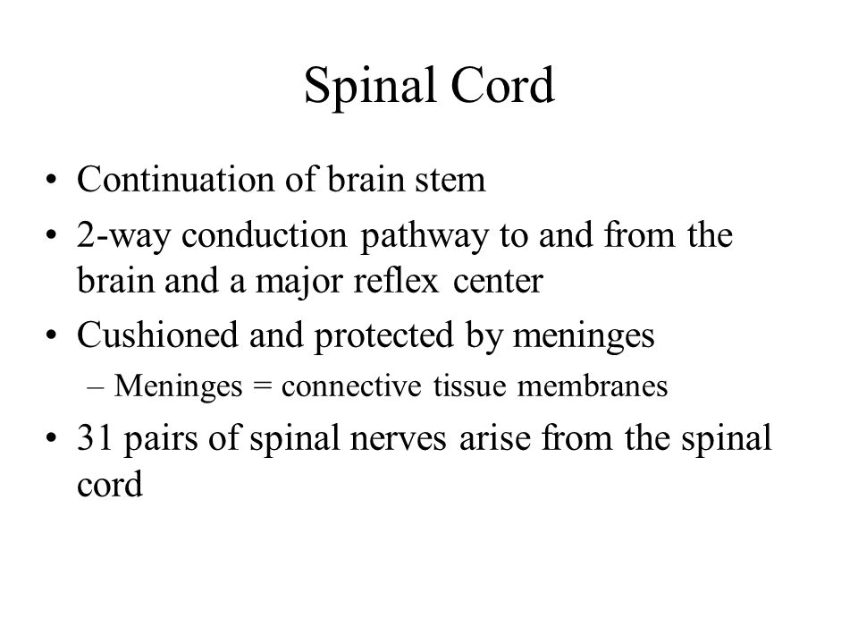 Spinal Cord Continuation of brain stem