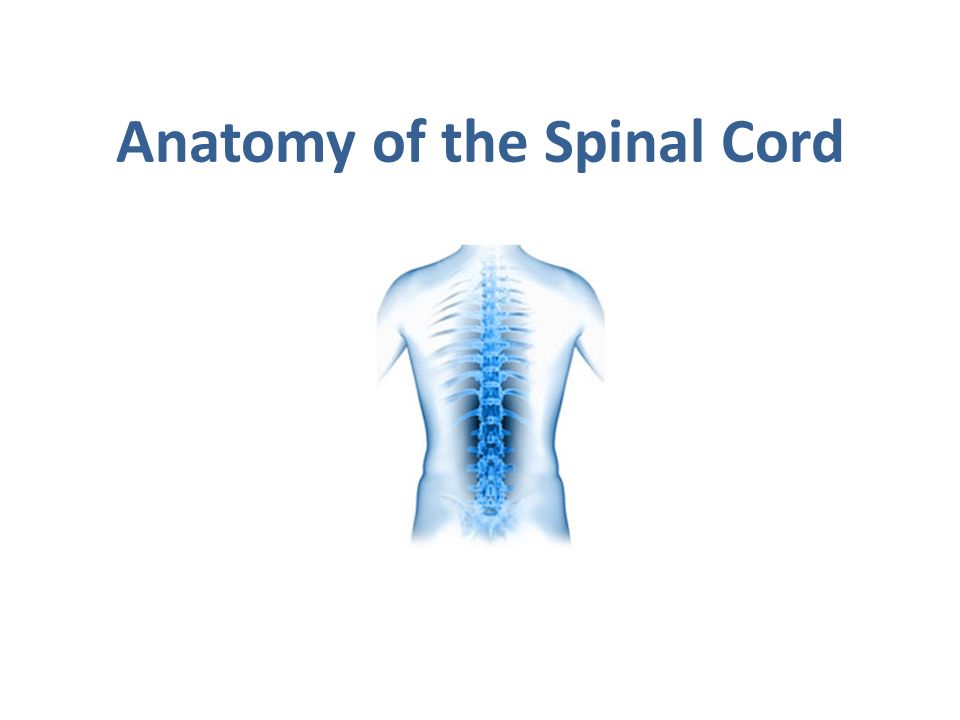 To be the spine of To be the spine of