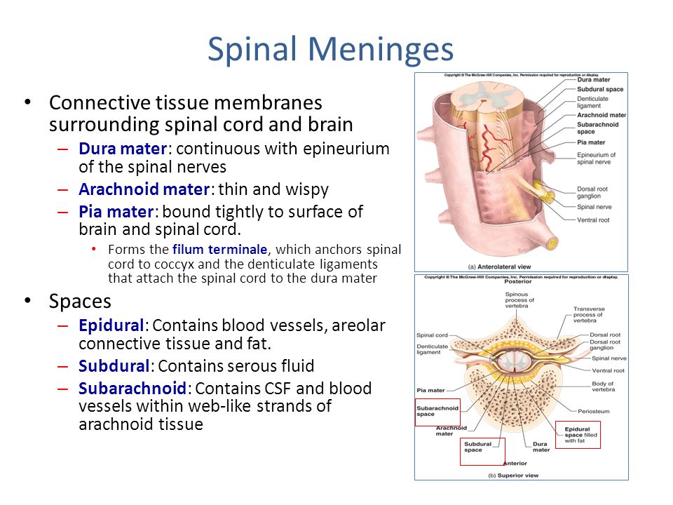 Presentation on theme: "Anatomy of the Spinal Cord"- Presentation...