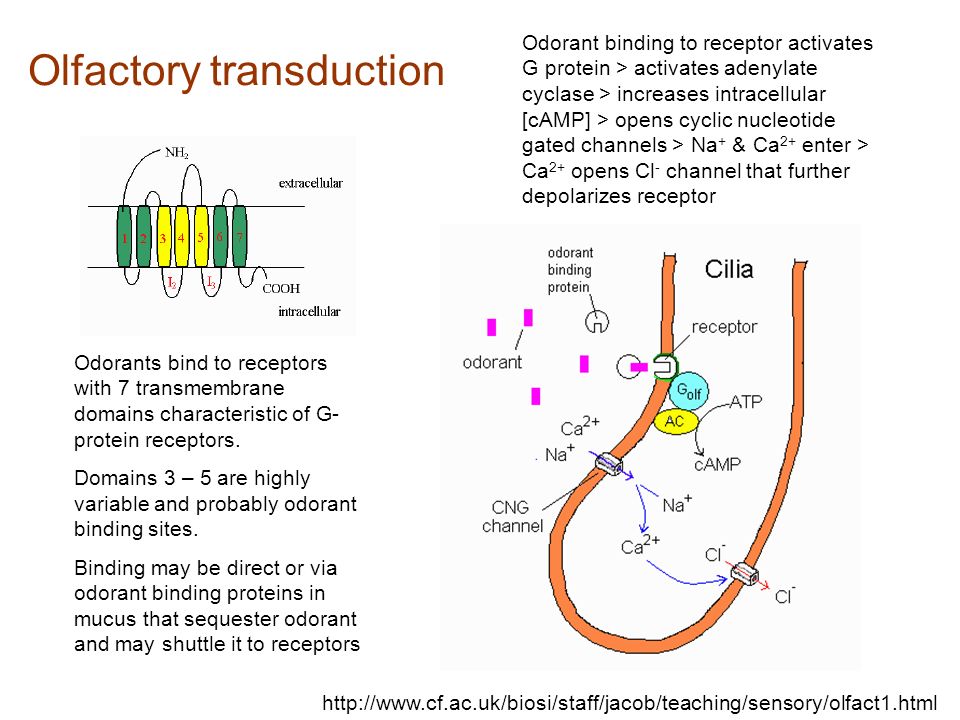 Olfactory transduction