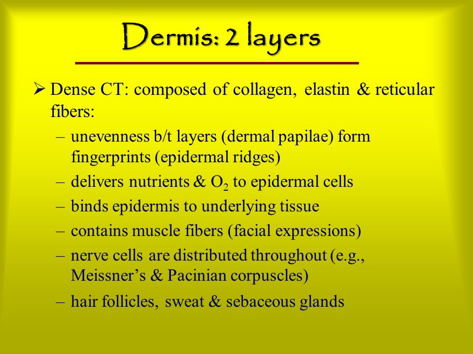 Dermis: 2 layers Dense CT: composed of collagen, elastin & reticular fibers: