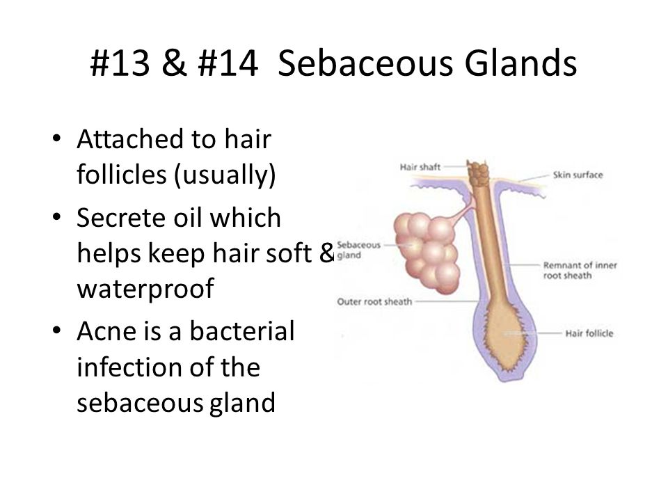 #13 & #14 Sebaceous Glands Attached to hair follicles (usually)